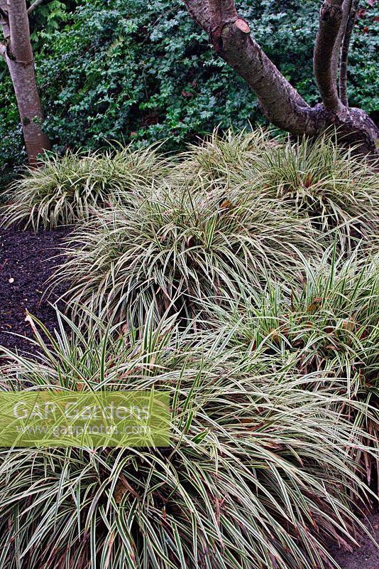 Carex morowii 'Fisher's Form'