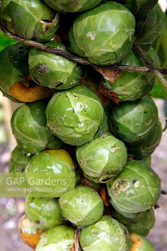 Brassica oleracea 'Bosworth' - Brussels sprouts