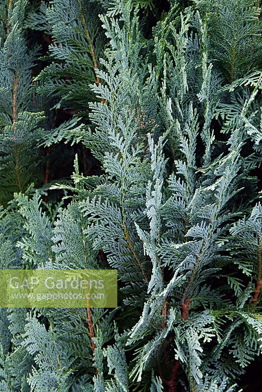 Chamaecyparis lawsoniana 'Columnaris Glauca'