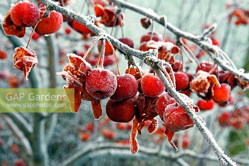 Malus 'Evereste' AGM - Crab apples with hoar frost in winter - the fruits start to disintegrate which allows birds to eat them more easily