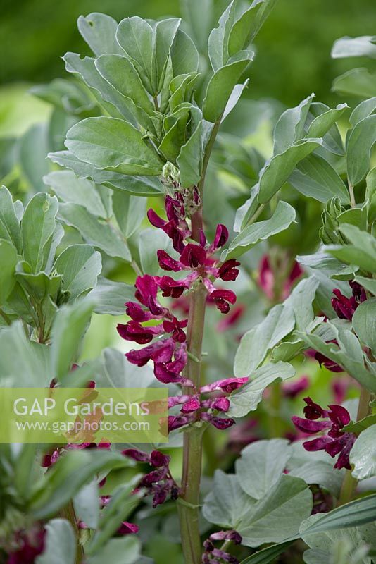 Vicia faba - Crimson flowered broad beans 