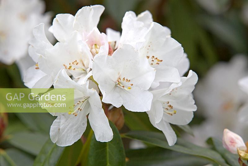Rhododendron 'Helene Schiffner' 
