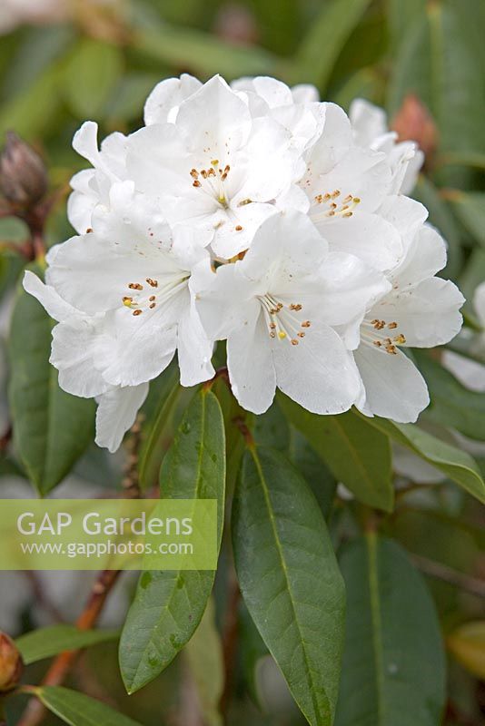 Rhododendron 'Helene Schiffner' 