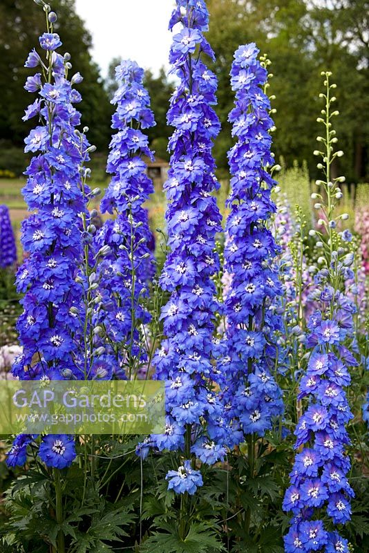 Delphinium 'Langdons Blue Lagoon'