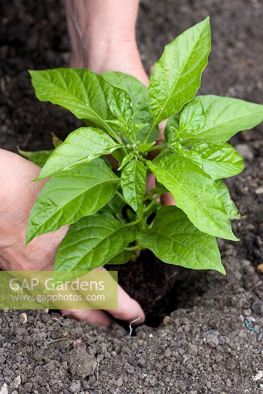 Planting pot grown Capsicum - Sweet Peppers
