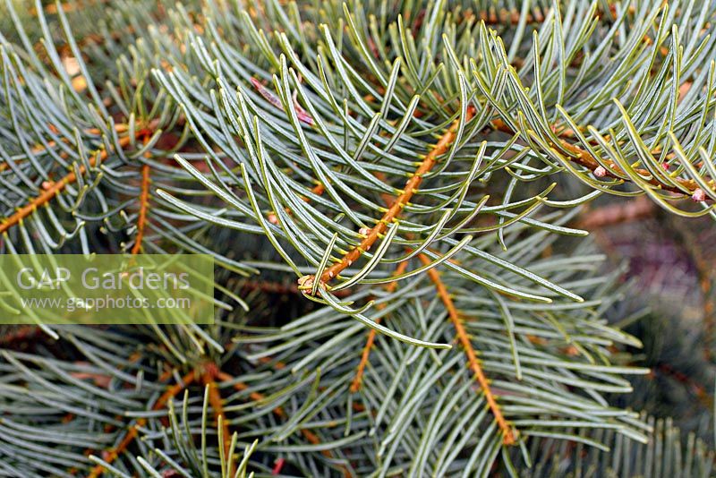 Abies concolor Lowiana group