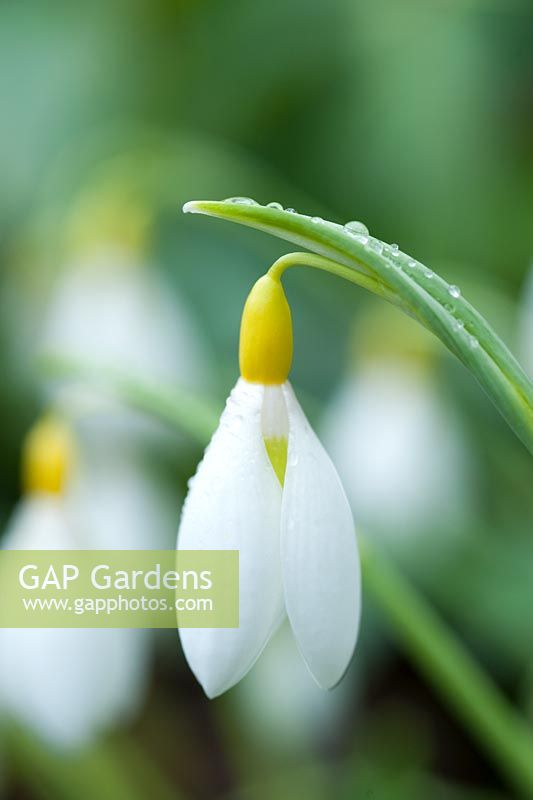 Galanthus plicatus 'Wendy's Gold'