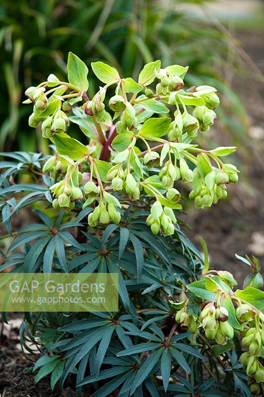 Helleborus foetidus 'Wester Flisk'