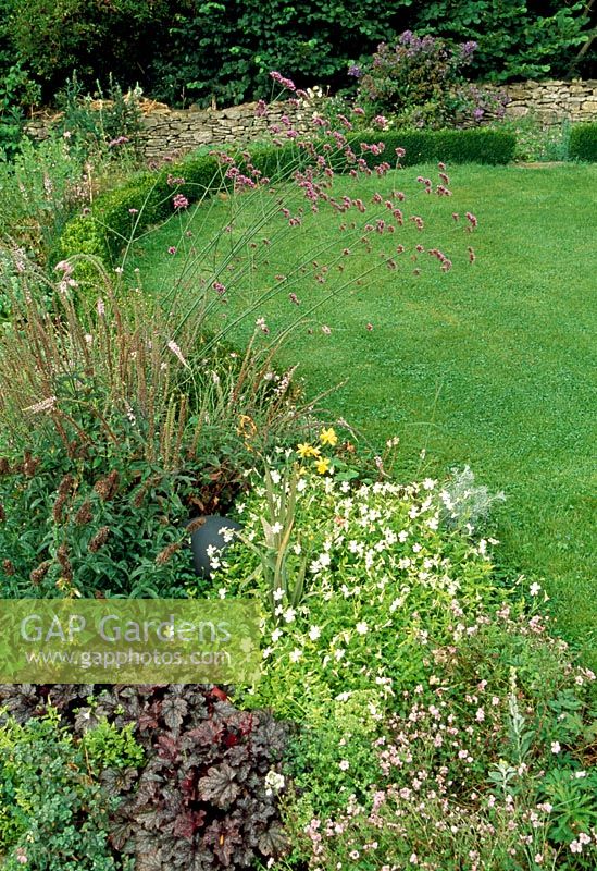 Heuchera 'Plum Pudding', Viola cornuta 'alba', Crocosmia 'Solfatare', Verbena bonariensis, Geranium 'Pink Delight' growing in summer border at Special plants, near Bath