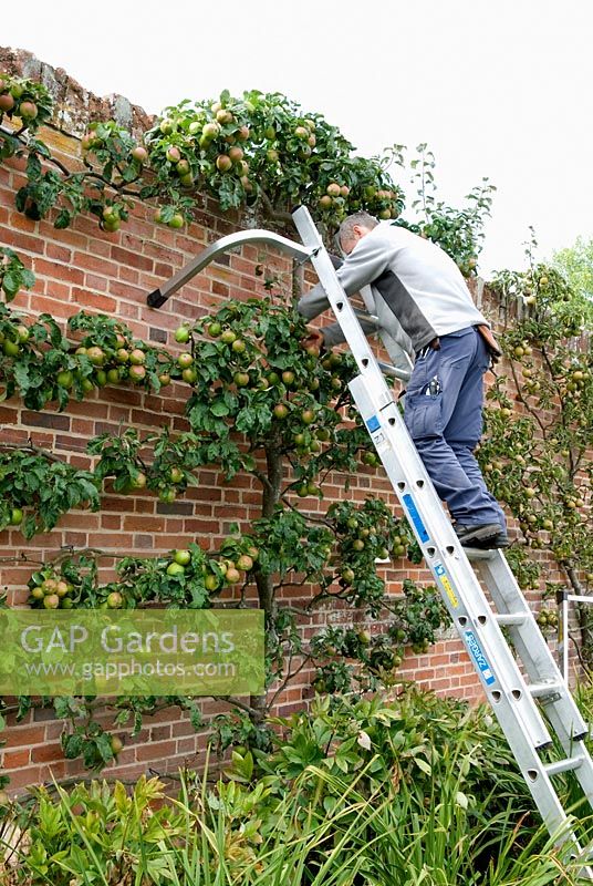 Man working on safety ladder pruning espalier Malus 'Winter Majetin' - Felbrigg Hall, Norfolk