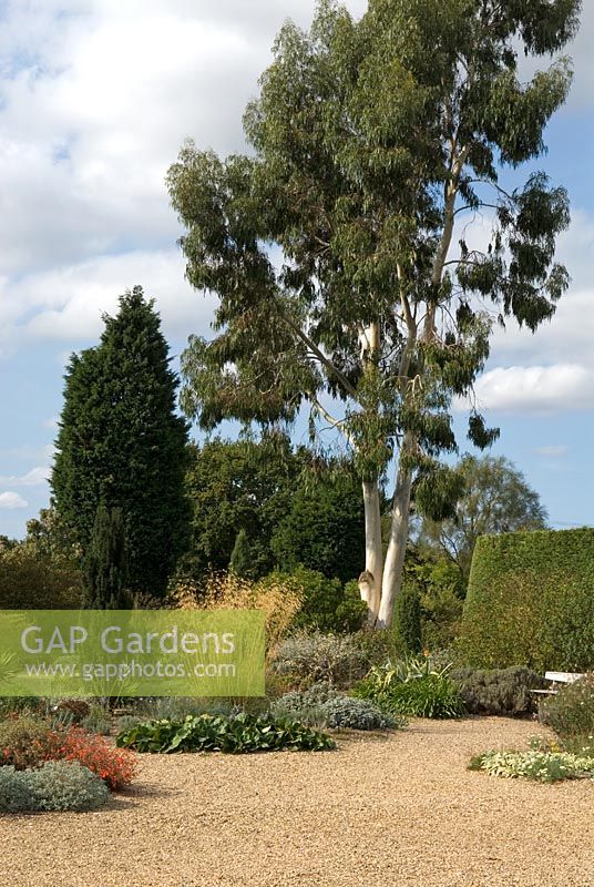 Eucalyptus dalrympleana - Mountain Gum tree with dry bed planting in The Beth Chatto Gravel Garden, Essex