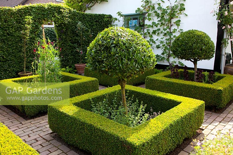 Small formal garden with clipped box hedging, Laurus nobilis standards and Lathyrus