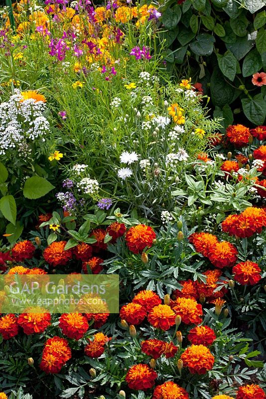 Tagetes patula 'Texana Harmony' in mixed border