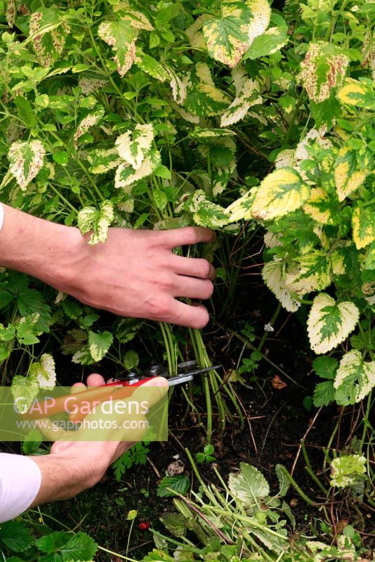 Cutting back the scorched leaves of variegated Melissa - Lemon balm in midsummer to encourage fresh new shoots to form