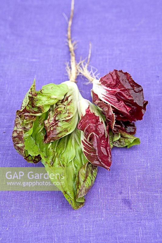 Salad leaves 'Paco Rossa Bella' on purple fabric