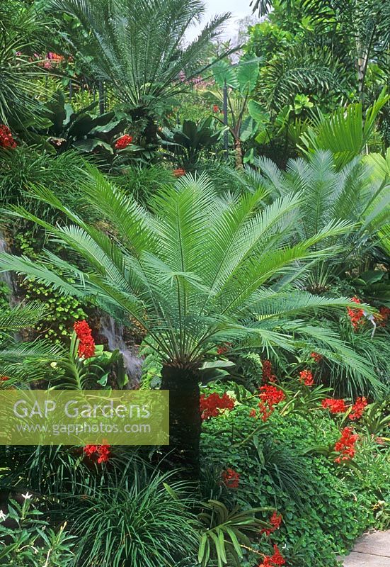 Cycas revoluta in tropical garden 