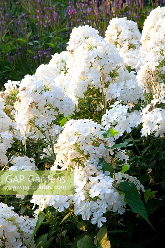 Phlox paniculata 'Fujiyama'