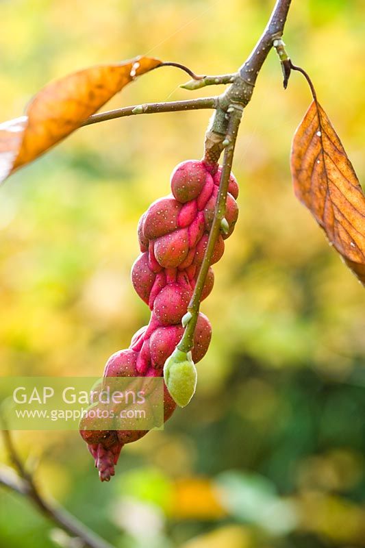 Magnolia denudata. Seed pod