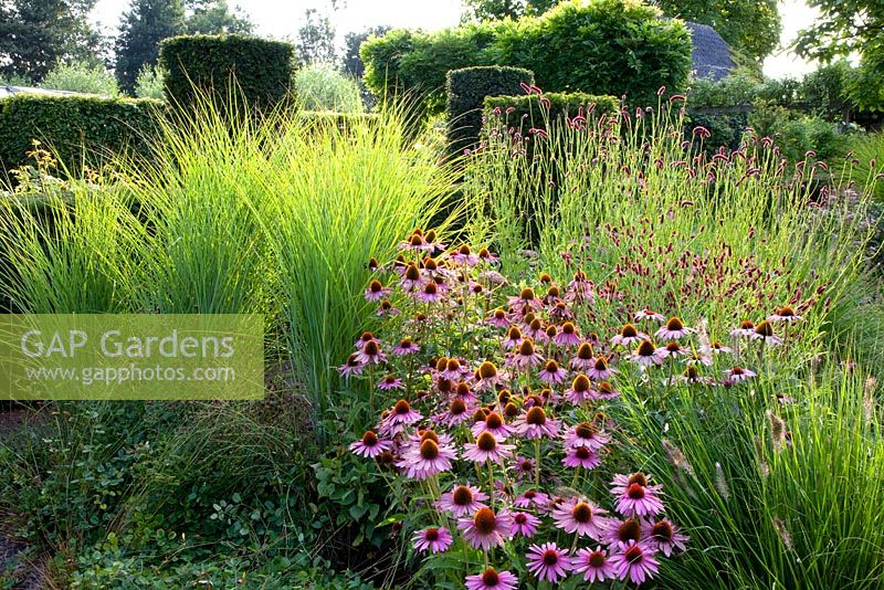 Pennisetum, Miscanthus gracillimus, Echinacea purpurea and Sanguisorba 