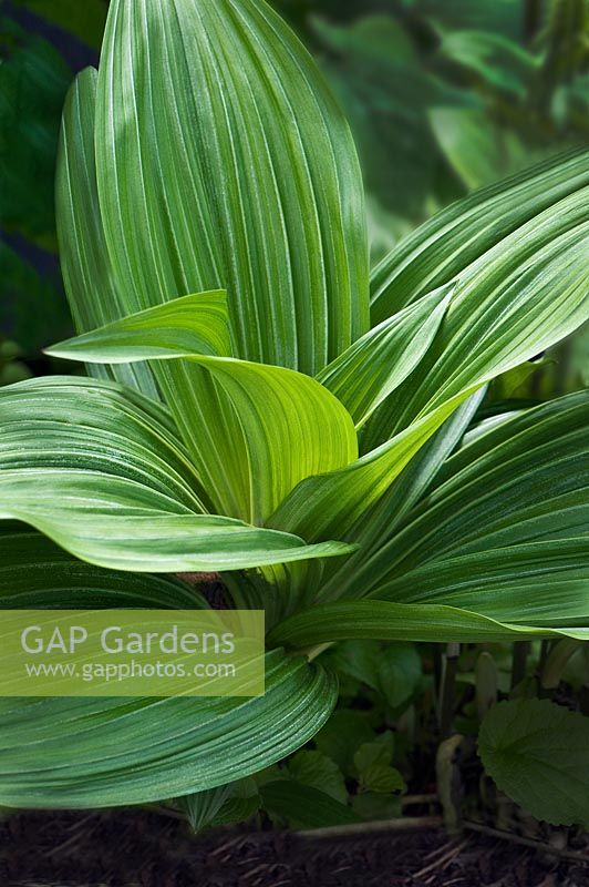 Veratrum viride - False hellebore