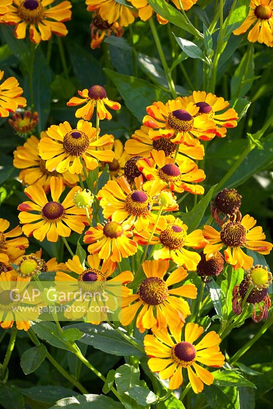 Helenium 'Rauchtopas'