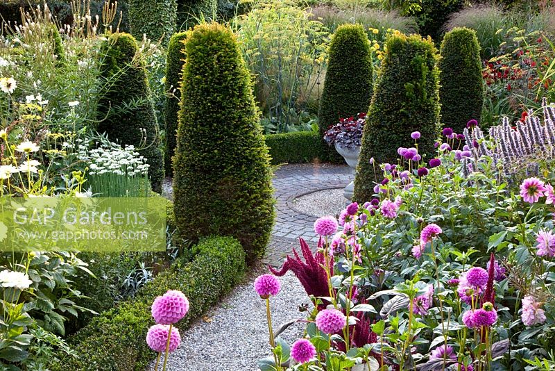 Formal garden with clipped Taxus - Yew and borders of Amaranthus, Agastache 'Blue fortune', Dahlia 'Jan van Schaffelaar', Dahlia 'Classic Giselle'