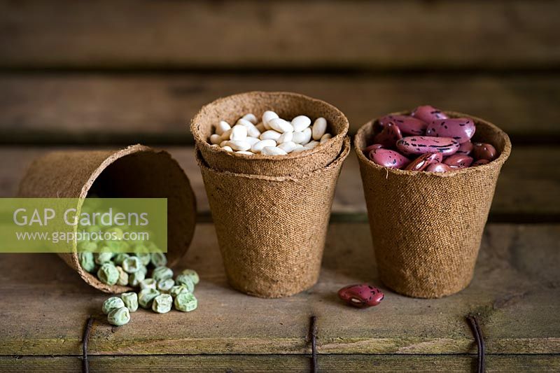 Seeds in biodegradable planting pots on a vintage wooden surface. Runner bean 'Prizewinner Stringless', French Bean 'Blue Lake', Pea 'Kelvedon Wonder'