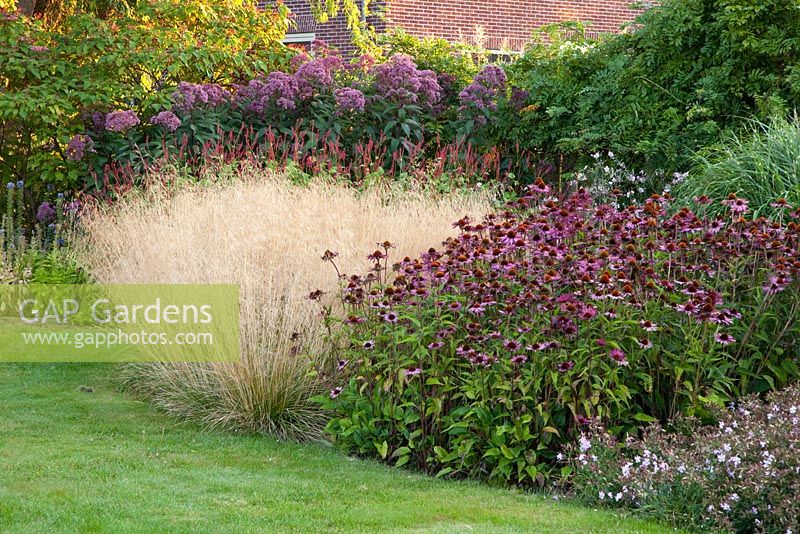 Summer border of Deschampsia cespitosa 'Goldtau', Echinacea purpurea 'Rubinstern', Persicaria amplexicaulis 'Firetail'