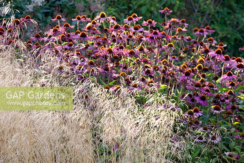 Deschampsia cespitosa 'Goldtau' and Echinacea purpurea 'Rubinstern' 