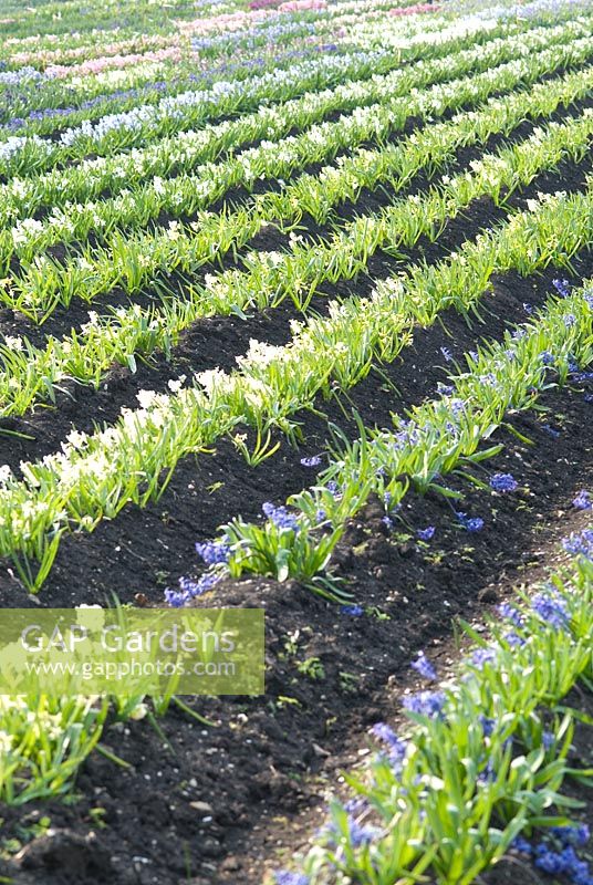 Hyacinth fields for bulb production on the fens in Cambridgeshire. The National Collection of Hyacinthus orientalis held by Alan Shipp