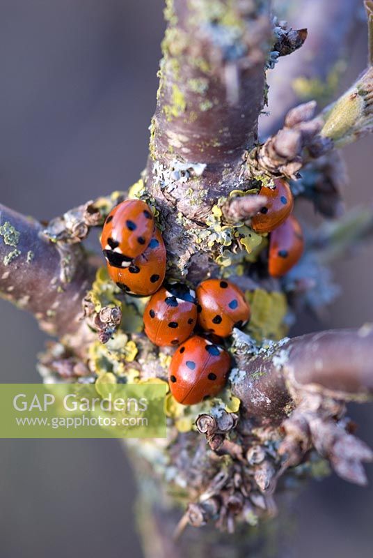 Coccinella septempunctata - Seven spotted Ladybirds on the stem of a Ribes - Currant bush in late March