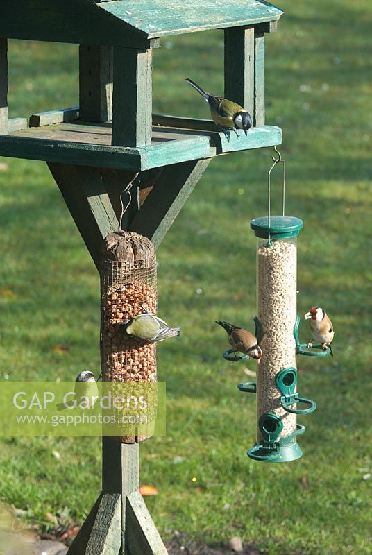 Wild birds - Carduelis carduelis - Goldfinch, Great Tits and a Long Tailed Tit feeding on pea nuts and sunflower seed kernels from a bird table in late March.