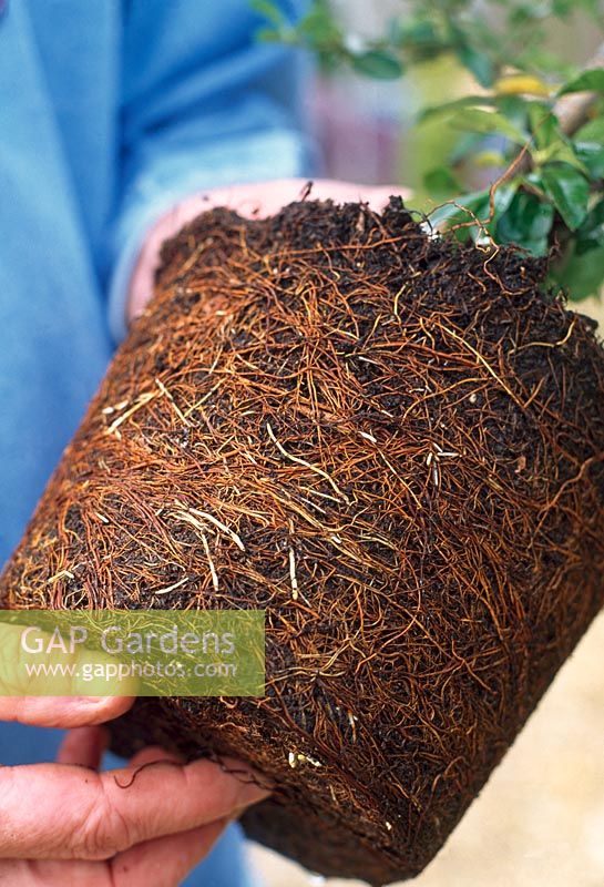 Buying plants from a nursery. Look for healthy roots
