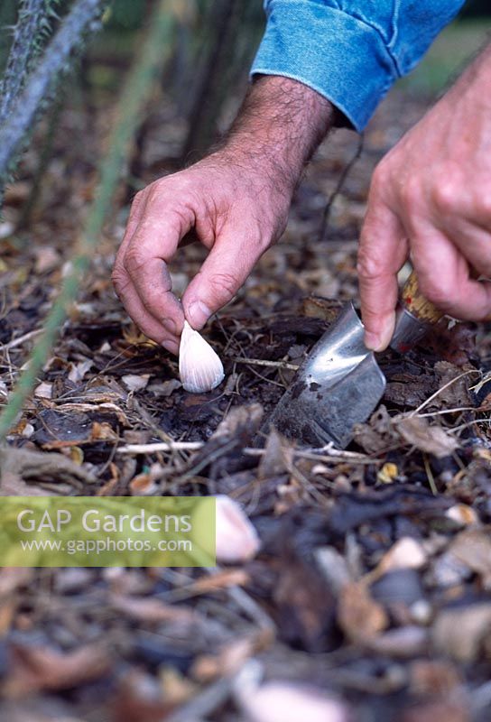 Protecting Roses from pests, using garlic