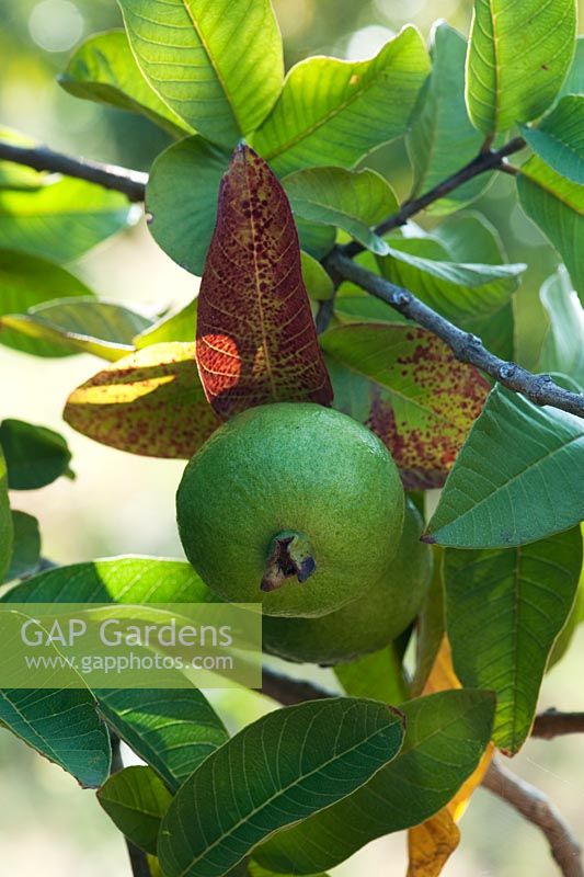 Psidium guajava - Apple guava fruit 