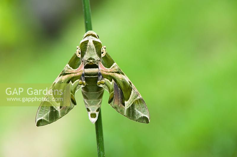 Daphnis nerii - Oleander Hawk moth on stem