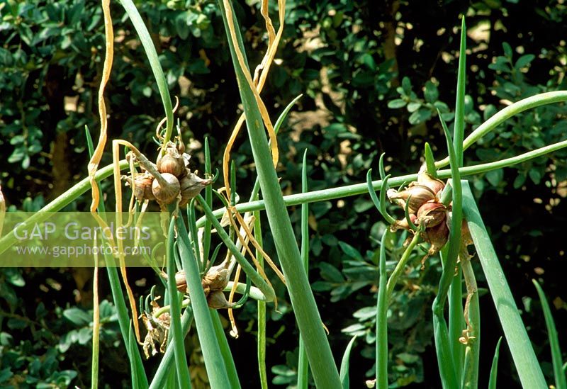 Allium cepa var 'proliferum' - Egyptian Tree Onion