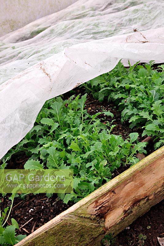 Growing winter sown Mizuna in a polytunnel and under horticultural fleece. Sown early November, shown mid February almost ready for first cut