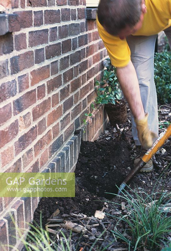 Planting Jasmine Step by Step. Step 1. Dig a planting hole and incorporate plenty of well-rotted organic matter into the base of the hole, so that it can hold plenty of moisture close to the plants roots.