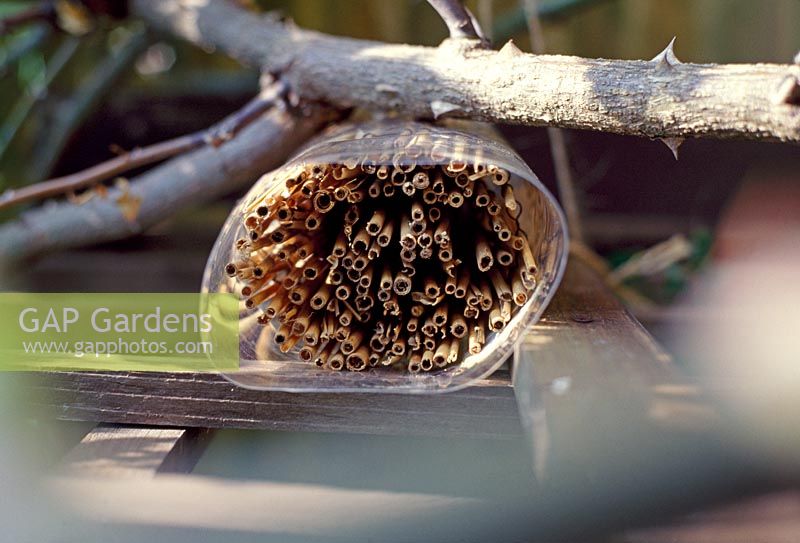 Making a lacewing shelter - Place in a sheltered spot outside, like the back of a hedge or in an apple tree