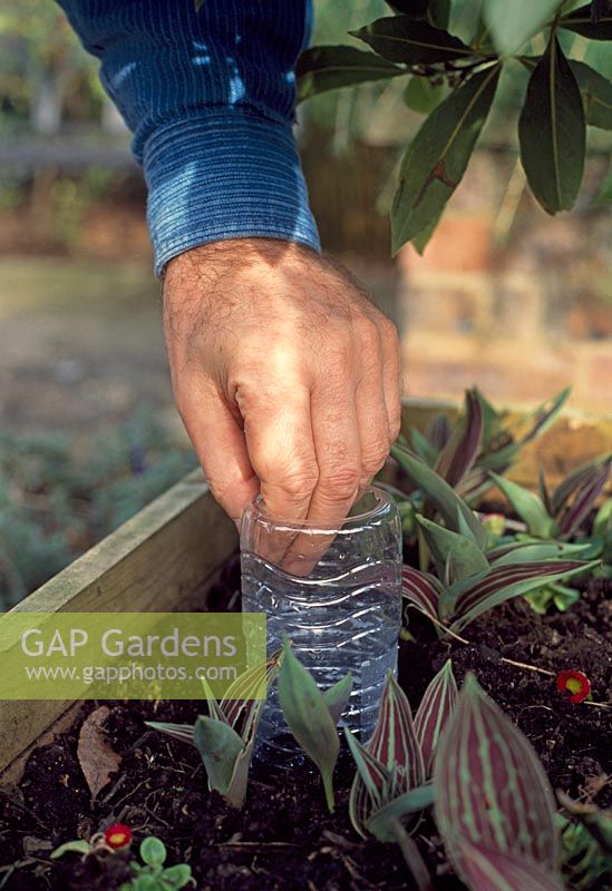 Making a watering system from recycled plastic bottles - Insert the bottle upside down into the compost and press it into position before firming the compost around it. Then fill the bottle with water and cover the hole in bottle with a piece of slate or a large stone to reduce evaporation