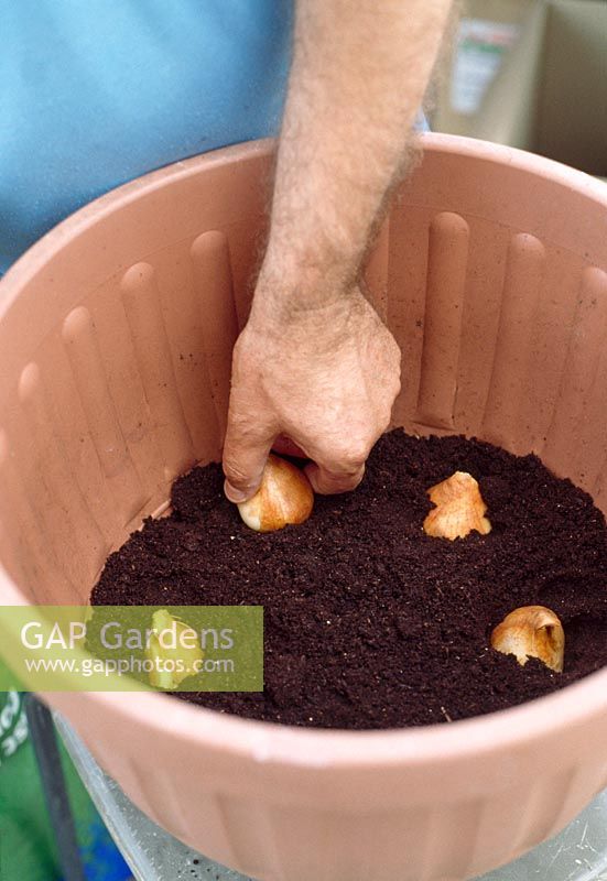 Planting bulbs - Cover the bottom of the container with a layer of compost and position the first layer of bulbs carefully into the soil. Start with the largest bulb first