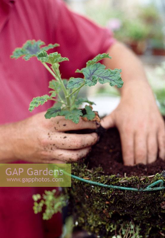 Planting a hanging basket step by step. Stage 9. Fill the basket with compost, leave a gap for watering. Firm in and put the main plant in the centre.