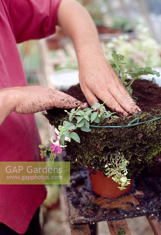 Planting a hanging basket step by step. Stage 7. For baskets with large holes, push the rootball through the hole and lay it on the compost. With smaller holes, wrap the foliage in a strip of plastic from a fertiliser sack and feed it gently through from the inside to prevent damage to the rootball.