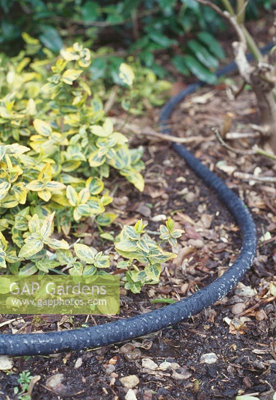 Seep-hose laid through a border can help to deliver water directly to the plants, rather than watering the entire soil surface encouraging weeds to germinate.