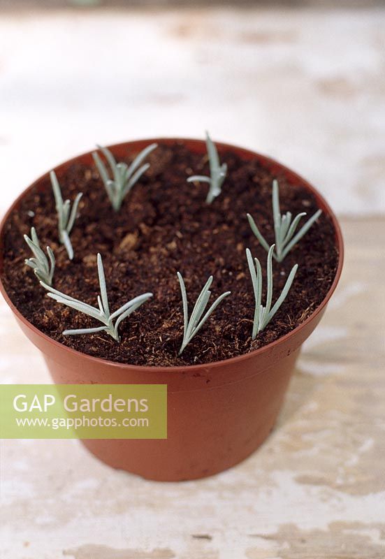 Taking lavender cuttings - Use a dibber or a pencil to make a hole first, deep enough so that the  base of the cutting rests on the base of the hole, with the lowest leaves clearing the compost