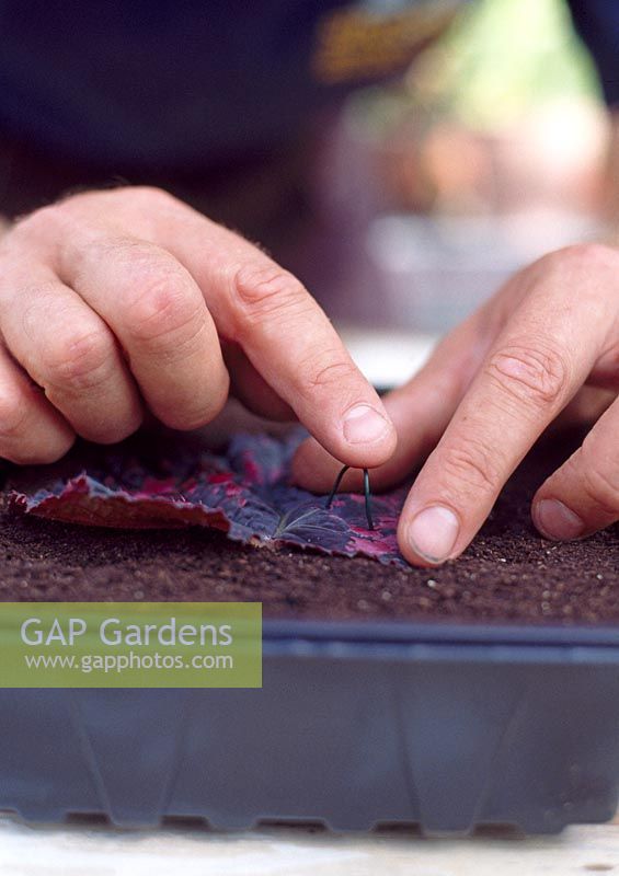 Taking leaf cuttings from Begonia - Peg down into compost securely with wire hoops or stones