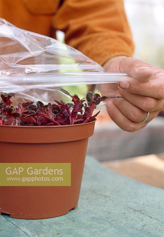 Taking leaf cuttings - It is important that the cuttings get the correct amount of water and heat during their first weeks, so place a clear plastic bag over them to create the conditions of a mini greenhouse