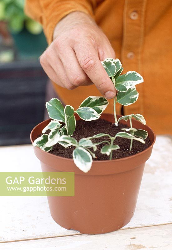 Taking softwood cuttings - Shake off the excess rooting powder and gently put the cutting into the compost