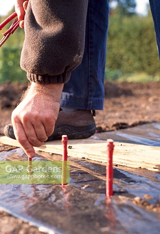 Taking hardwood cuttings - Press the hardwood cuttings into the holes and firm in